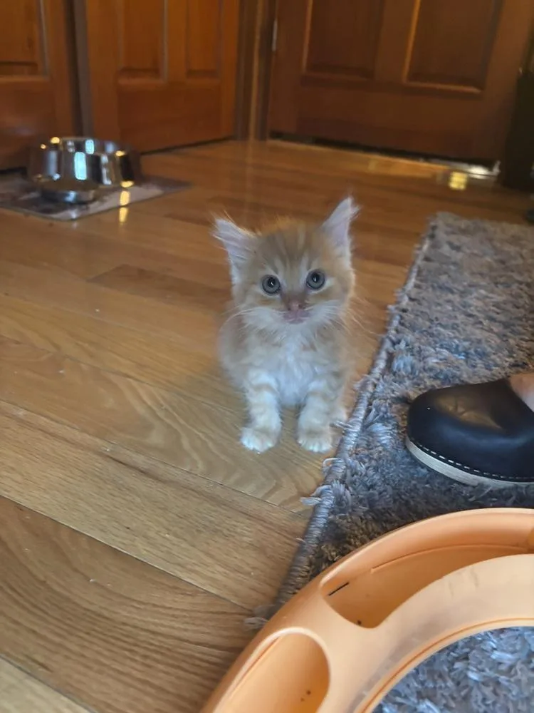 Cheddar thumbnail 2