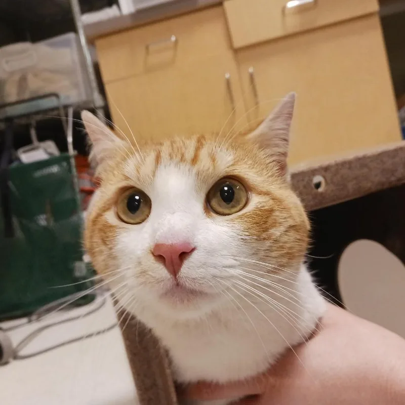 A young medium-sized male Orange / Red Domestic Short Hair cat named Station Wagon for adoption in Baltimore, MD