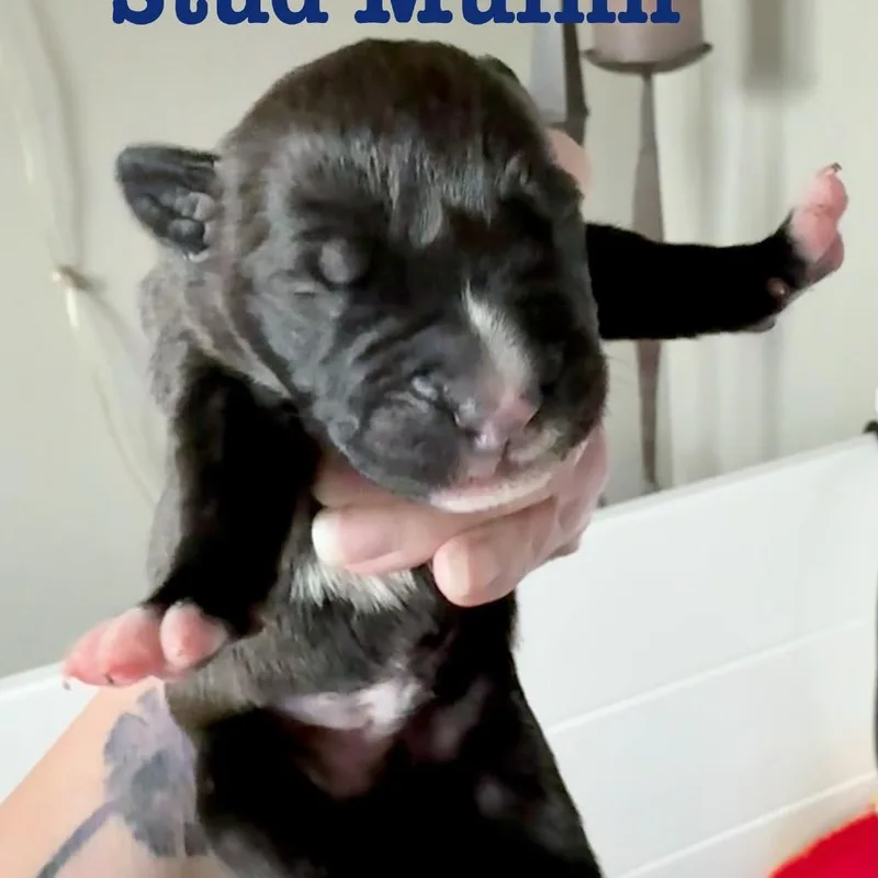 A baby medium-sized male Black Pit Bull Terrier dog named Stud Muffin for adoption in Olathe, KS