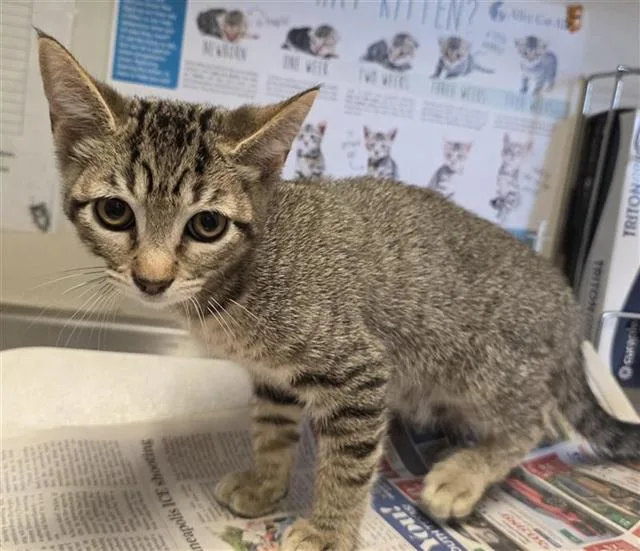 A baby small-sized male Domestic Short Hair cat named Dunk for adoption in San Antonio, TX