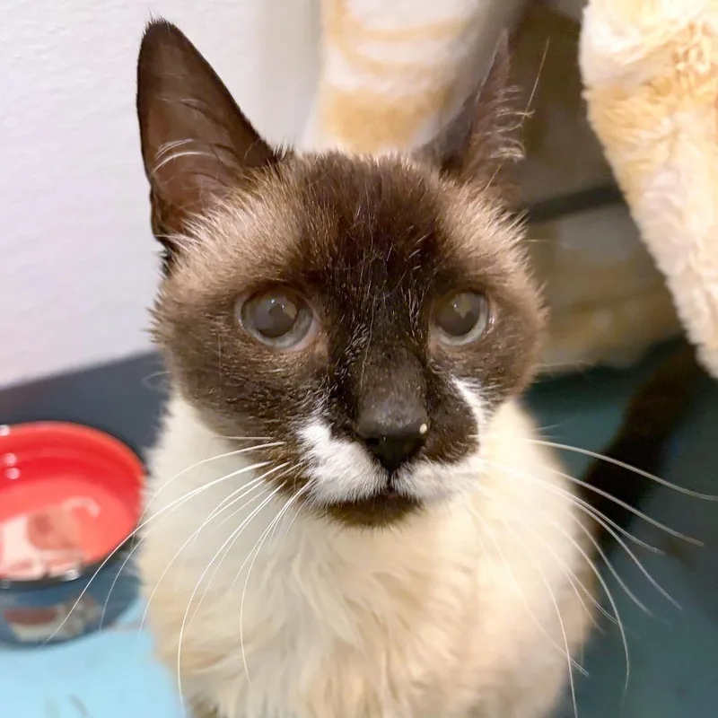 A senior medium-sized female Cream / Ivory Domestic Short Hair cat named Mae for adoption in Woodinville, WA