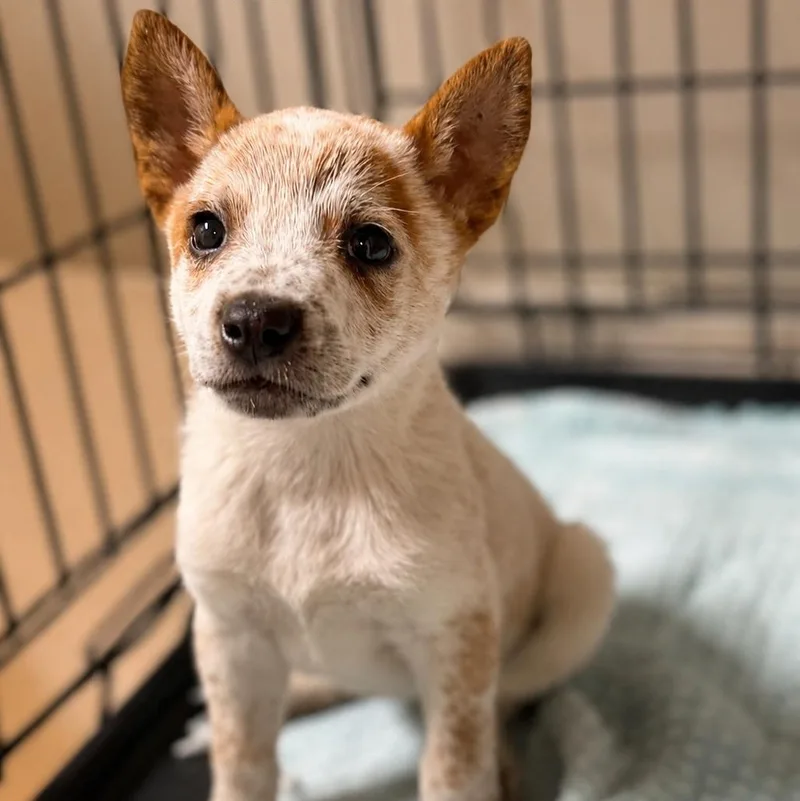 A baby medium-sized female Merle (Red) Australian Cattle Dog / Blue Heeler dog named Strawberry Shortcake for adoption in Tylertown, MS