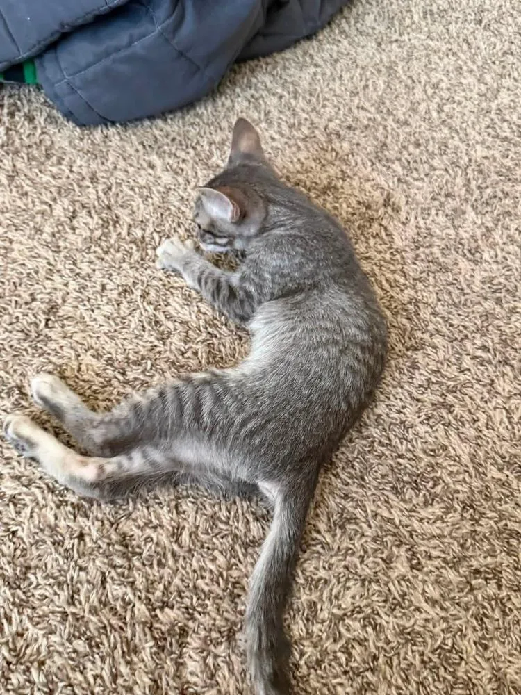 A baby small-sized male Gray / Blue / Silver Domestic Short Hair cat named Ralph for adoption in Colorado Springs, CO
