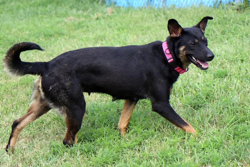 Arwen