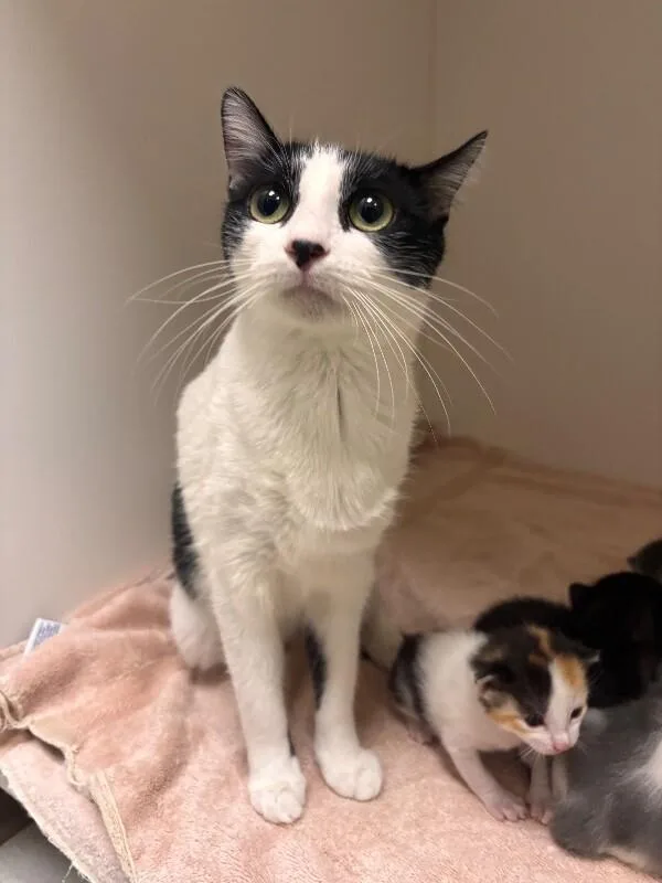 An adult medium-sized female Black Domestic Short Hair cat named Oreo for adoption in Hobbs, NM