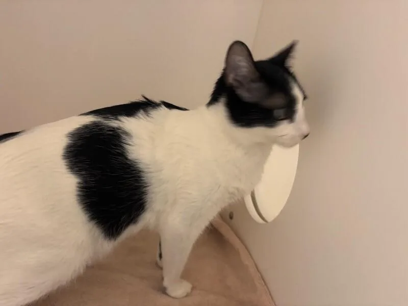 Oreo thumbnail 2