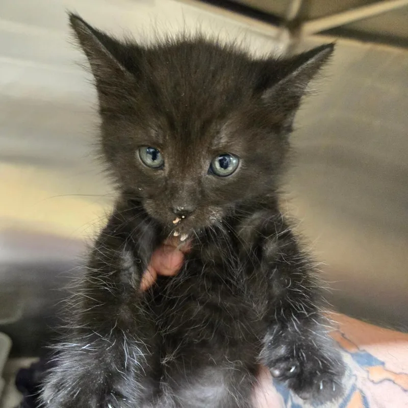 A baby small-sized female Black Domestic Short Hair cat named Raya for adoption in Newport, TN