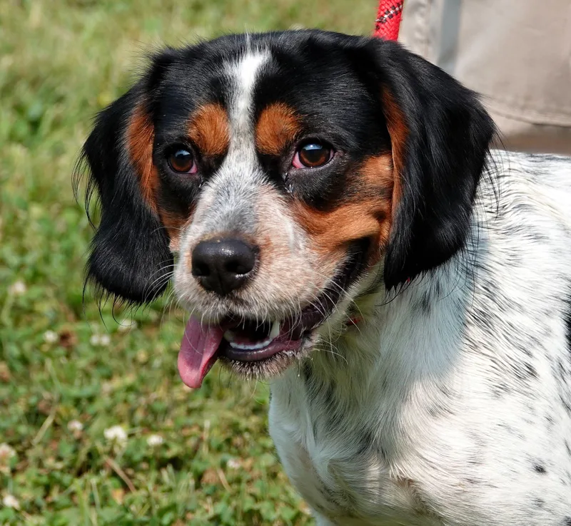 A young medium-sized male Tricolor (Brown, Black, & White) Spaniel dog named Radar for adoption in Millfield, OH