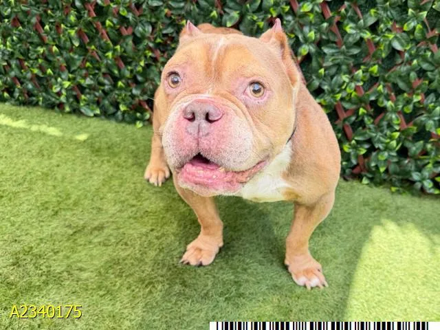 An adult medium-sized male Mixed Breed dog named Goody for adoption in West Palm Beach, FL