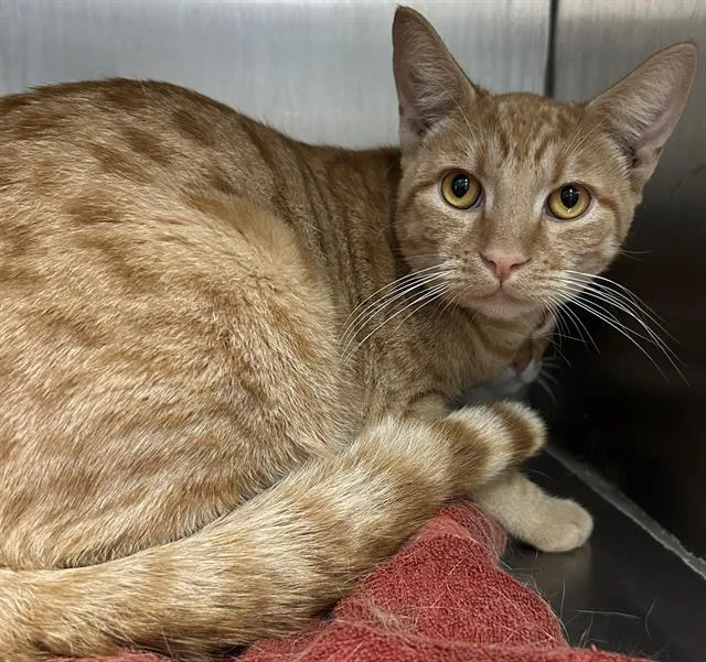 A young medium-sized male Domestic Short Hair cat named Jeeves for adoption in Santa Cruz, CA