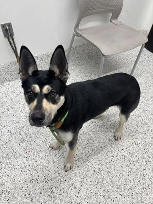 An adult medium-sized female Mixed Breed dog named Queenie for adoption in Atlanta, GA