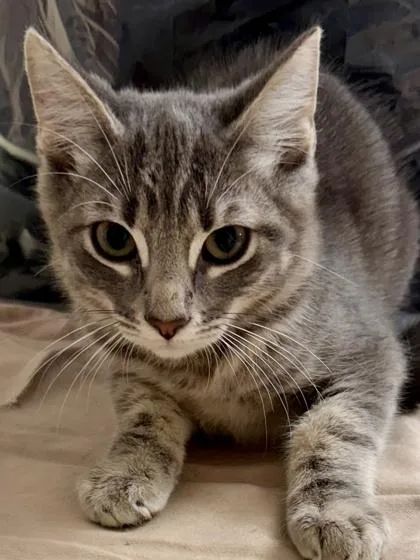 A young medium-sized male Domestic Short Hair cat named Pop for adoption in San Antonio, TX