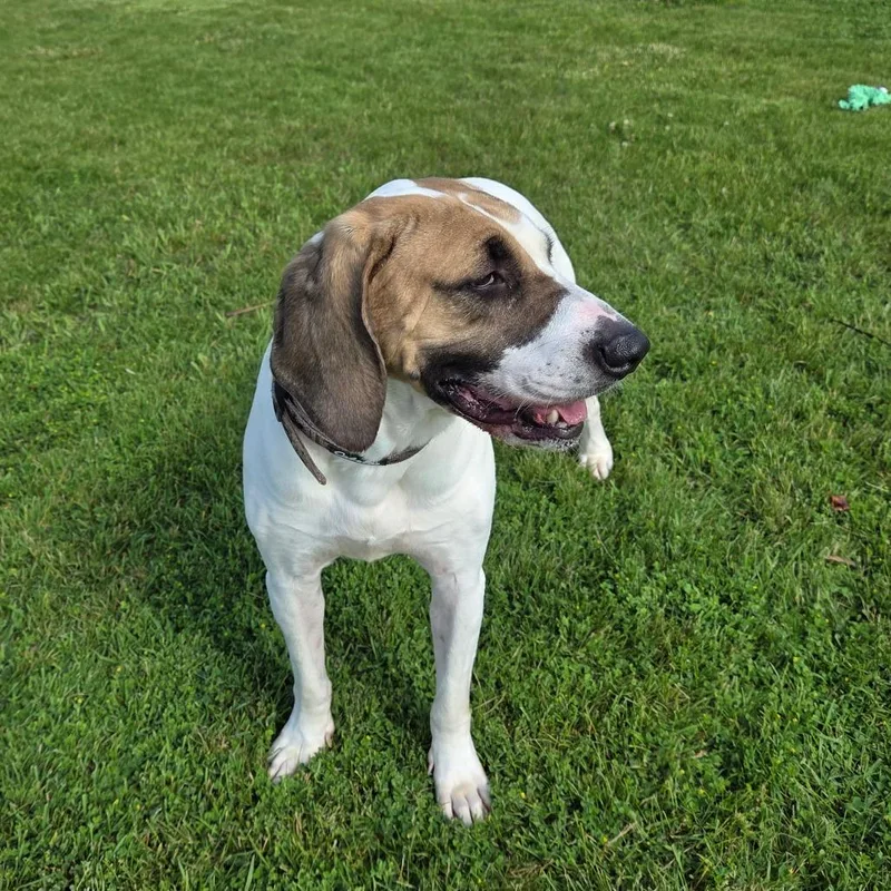 An adult large-sized male White / Cream Hound dog named Copper for adoption in Pontiac, IL