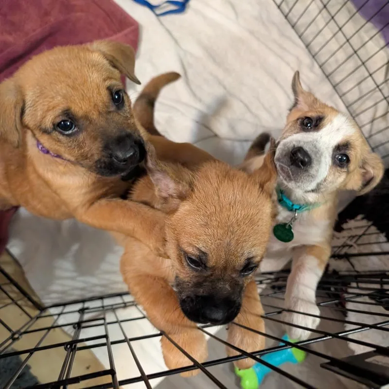 Duchess Anastasia thumbnail 2