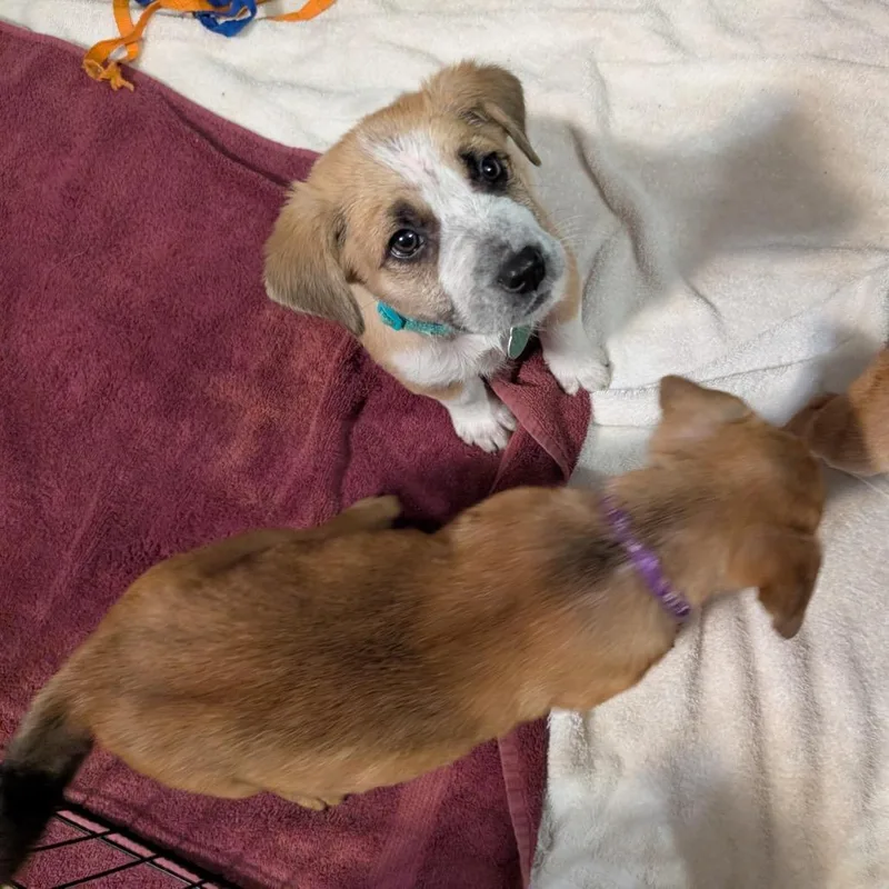 Duchess Anastasia thumbnail 3