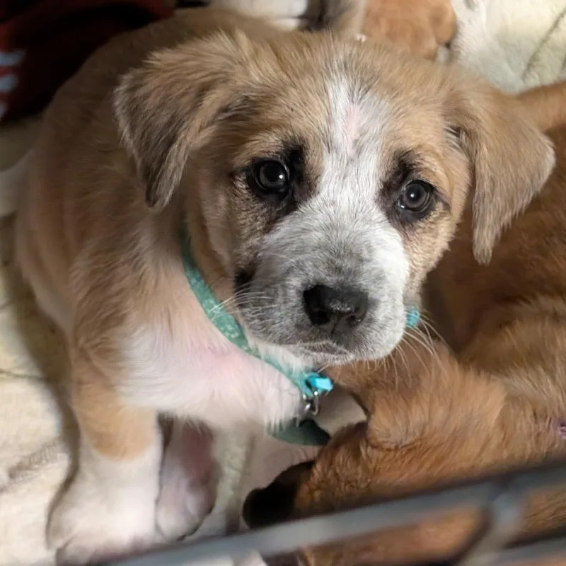 Duchess Anastasia thumbnail 4