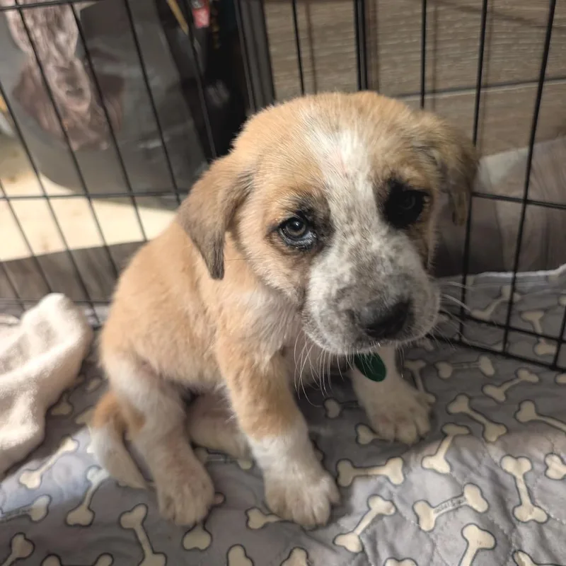 Duchess Anastasia thumbnail 5