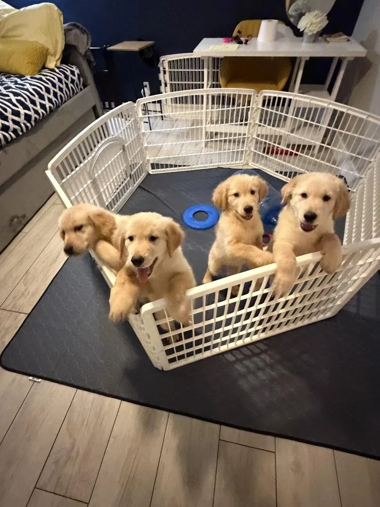 A baby small-sized male Golden Retriever dog named Ranger for adoption in Fort Lauderdale, FL