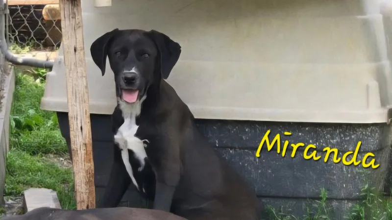 Miranda
