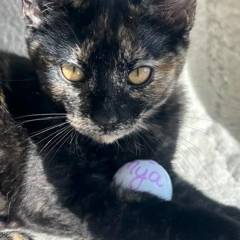 Viv And Mya thumbnail 2