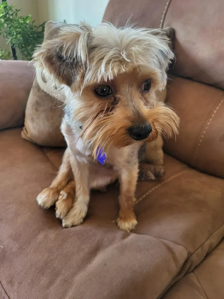 A young small-sized female Yorkshire Terrier dog named Dixie for adoption in Aurora, CO