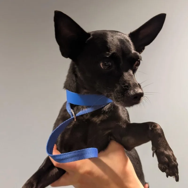 An adult small-sized male Black Mixed Breed dog named Squish for adoption in Chattanooga, TN