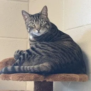 An adult large-sized female Domestic Short Hair cat named Nova for adoption in Springfield, MO