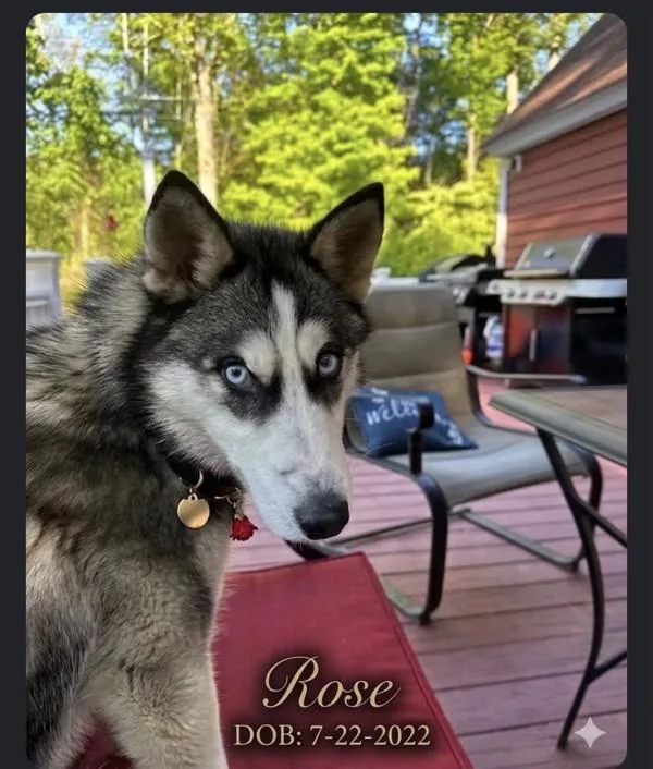 An adult medium-sized female Siberian Husky dog named Rose for adoption in Stratham, NH