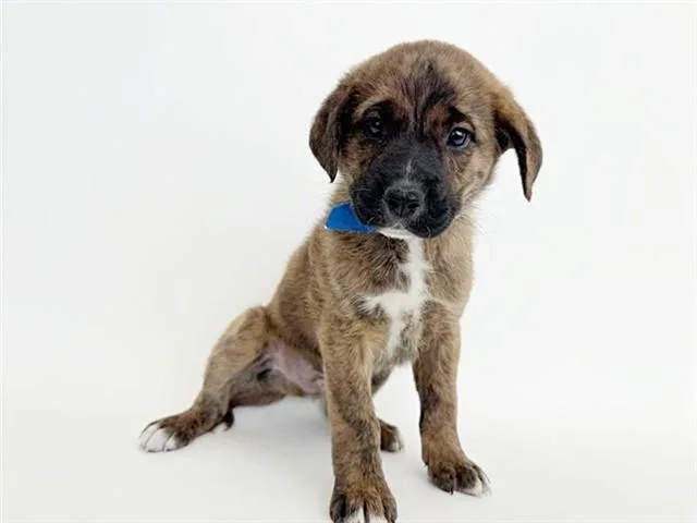 A baby small-sized male Terrier dog named Cronut for adoption in Saint Louis, MO
