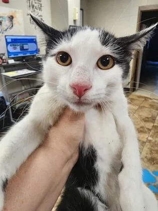 A baby small-sized male Domestic Short Hair cat named Dice $ at Petco for adoption in Seneca, SC