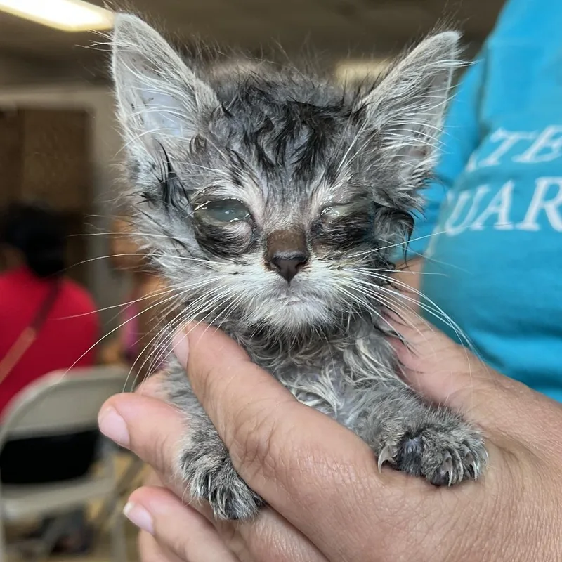 A baby small-sized male Gray / Blue / Silver Domestic Short Hair cat named ButterC for adoption in East Saint Louis, IL