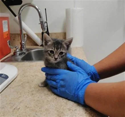 A baby small-sized male Domestic Short Hair cat named Ted for adoption in Albuquerque, NM