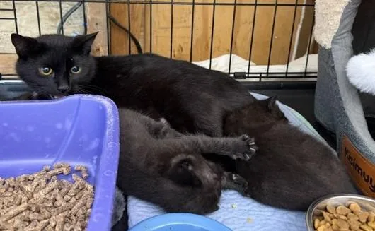 A young medium-sized female Domestic Short Hair cat named Vessel for adoption in Windsor, CT