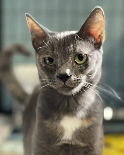 Pastella thumbnail 2