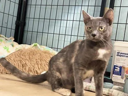 Pastella thumbnail 3