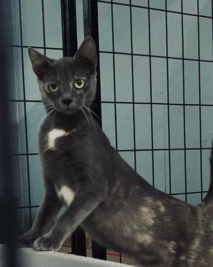 Pastella thumbnail 4