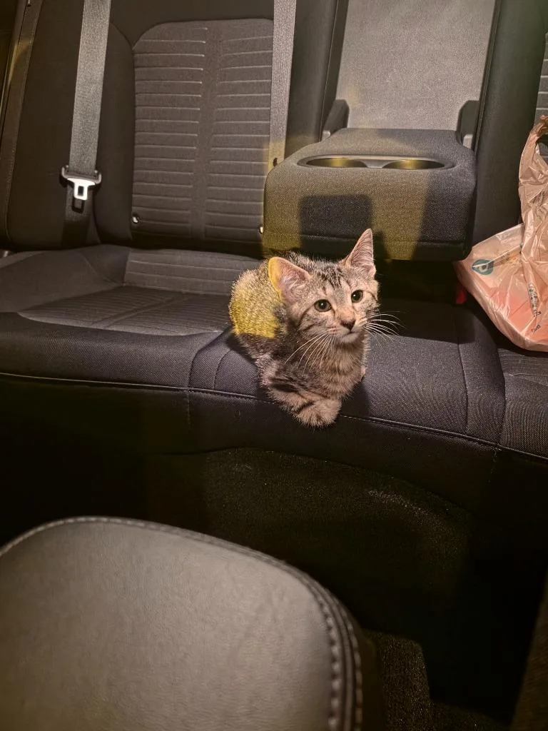 A baby medium-sized female Domestic Short Hair cat named Rhea for adoption in Tampa, FL