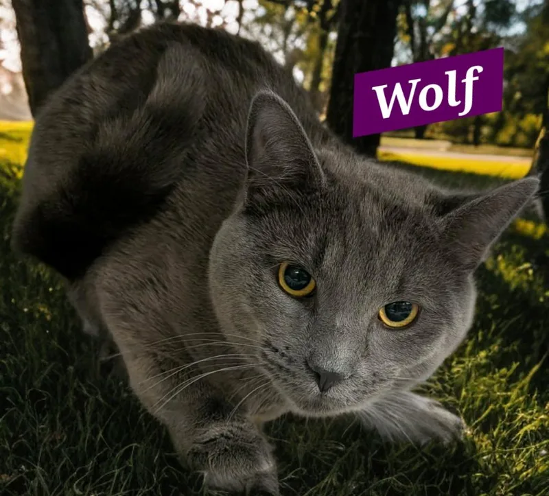 Wolf