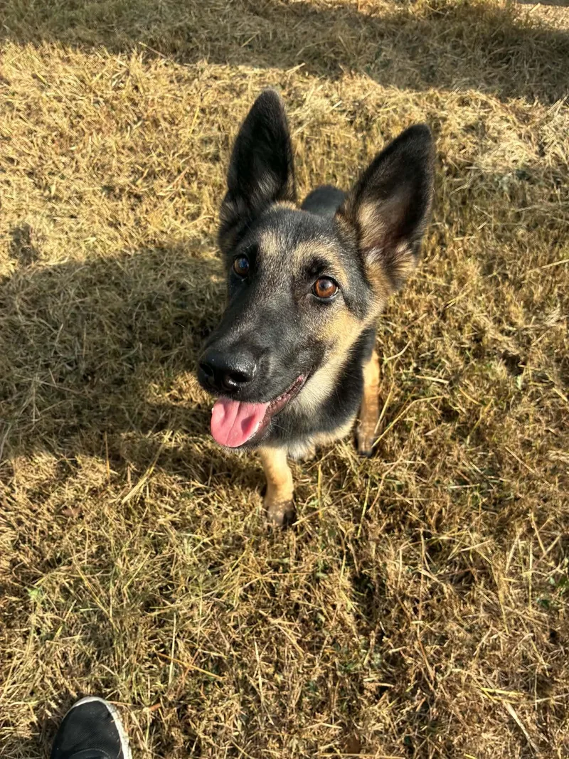A baby large-sized female Tricolor (Brown, Black, & White) German Shepherd Dog named Jesse for adoption in Greeneville , TN