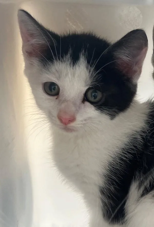 A baby small-sized male Domestic Short Hair cat named Tomato for adoption in Staten Island, NY