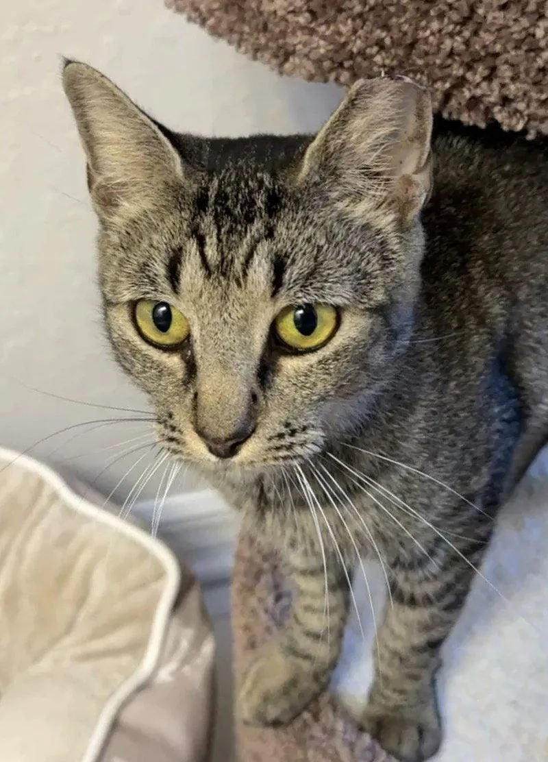 An adult medium-sized female Domestic Short Hair cat named Betty Biscuits for adoption in St. Cloud, FL