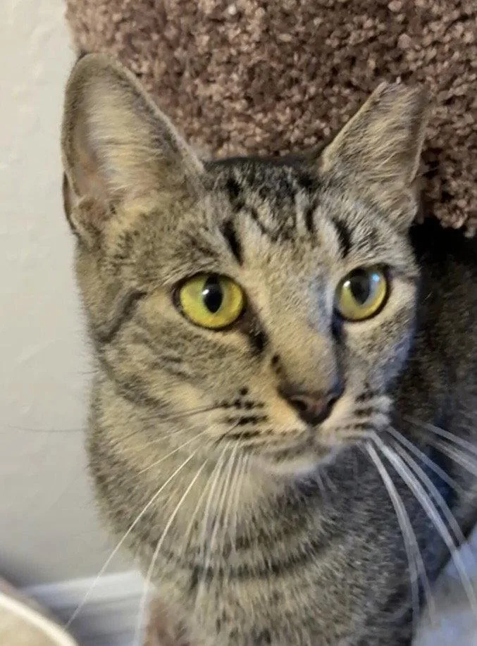 Betty Biscuits thumbnail 2