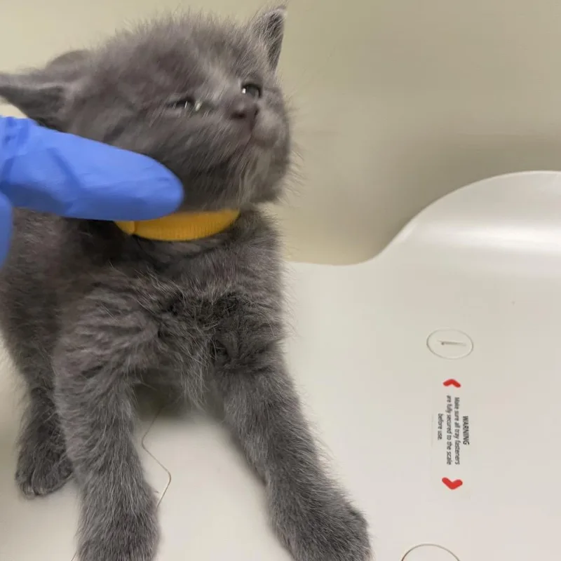 A baby small-sized male Gray / Blue / Silver Domestic Short Hair cat named Andre for adoption in Lynchburg, VA