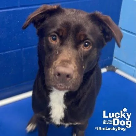 A young medium-sized female Labrador Retriever dog named Susie for adoption in Washington, DC