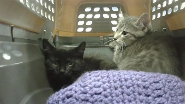 A baby small-sized female Domestic Short Hair cat named Pool Party for adoption in Omaha, NE