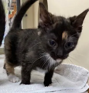 Vancouver thumbnail 2