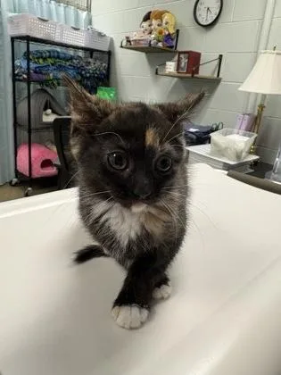 A baby small-sized female Domestic Short Hair cat named Vancouver for adoption in Cincinnati, OH