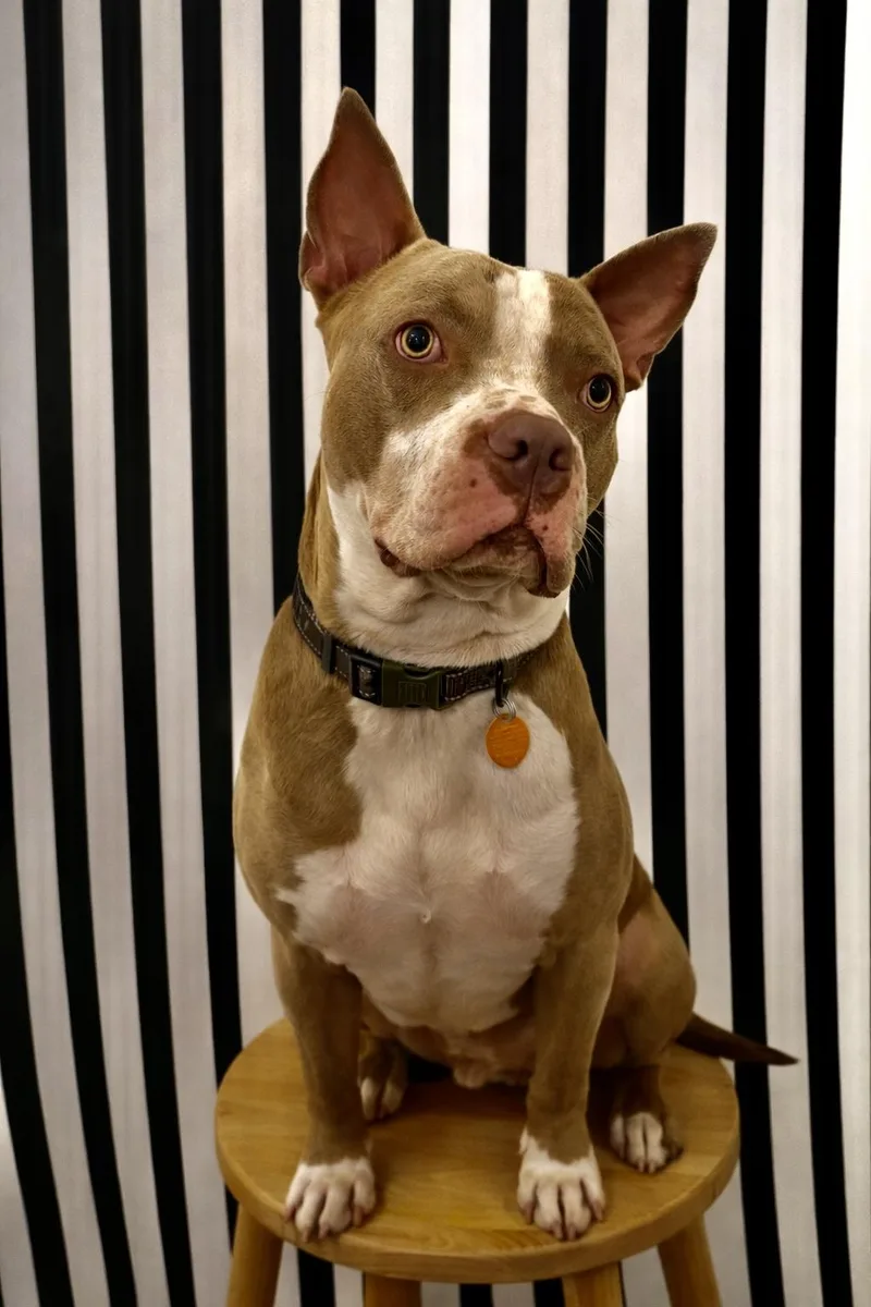 An adult large-sized male Sable American Staffordshire Terrier dog named Tanker for adoption in Houston, TX