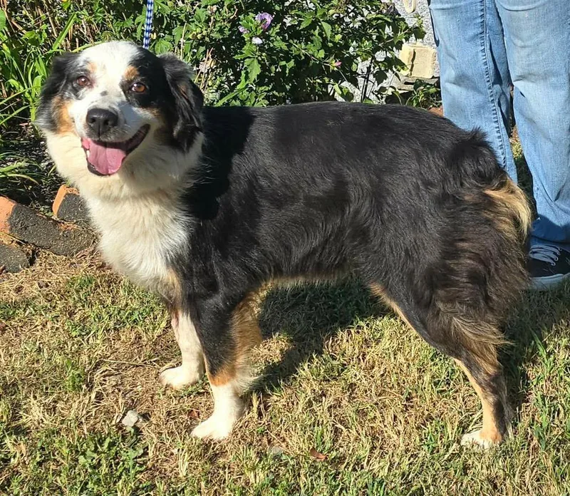 A young medium-sized female Australian Shepherd dog named Matilda for adoption in Manhattan, NY