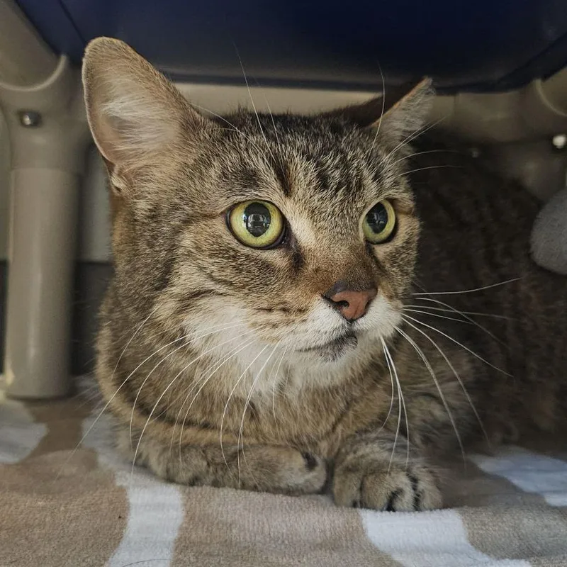 An adult medium-sized male Brown / Chocolate Domestic Short Hair cat named Ruby Crowned Kinglet for adoption in Austin, TX